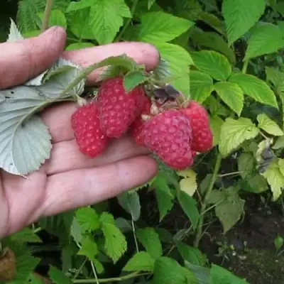 Малина КОРПИКО в Орше