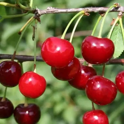 Вишня ХАРИТОНОВСКАЯ в Орше