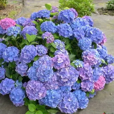 Гортензия БОДЕНСИ крупнолистная в Орше