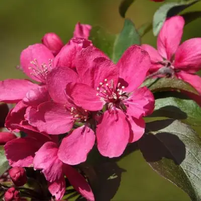 Яблоня НЕДЗВЕЦКОГО в Орше