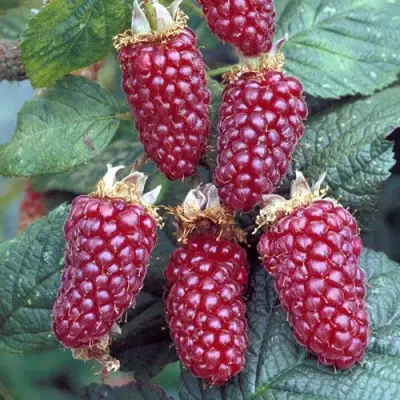 Ежемалина ТАЙБЕРРИ в Орше