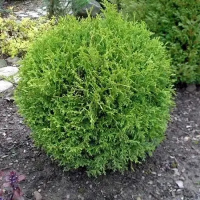 Туя ХОЗЕРИ западная в Орше