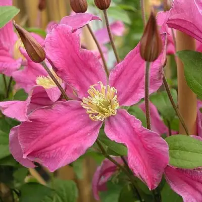 Клематис ИНСПИРЕЙШН ЗОЙН в Орше