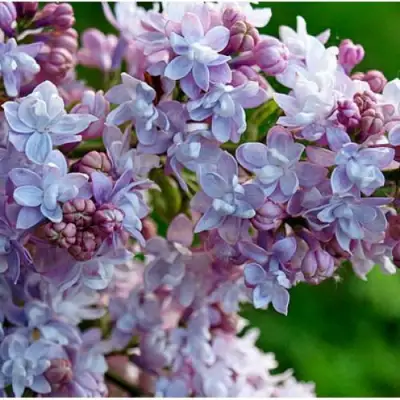 Сирень ПАМЯТЬ О ВАВИЛОВЕ в Орше