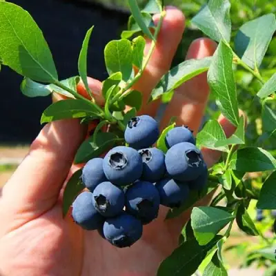 Голубика НОРТ КАНТРИ в Орше