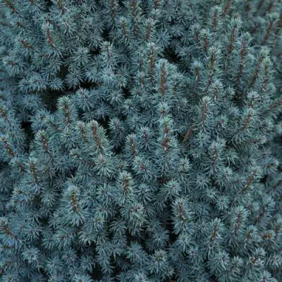 Ель САНДЕРС БЛЮ канадская в Орше