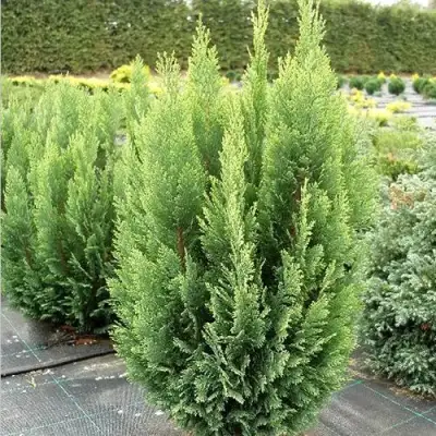 Кипарисовик ЭЛВУДИ ЭМПАЙР лавсона в Орше