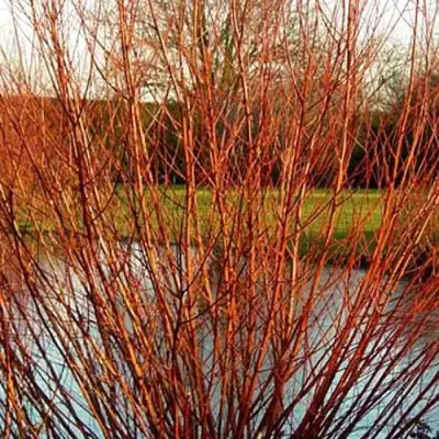 Ива ВИТЕЛЛИНА белая  в Орше