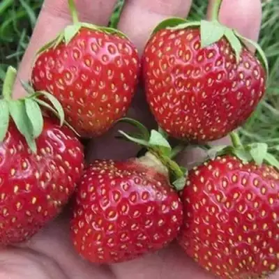 Клубника ВИМА ЗАНТА в Орше