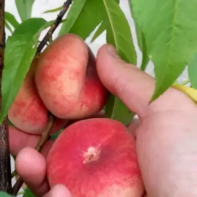 Персик САТУРН ИНЖИРНЫЙ в Орше