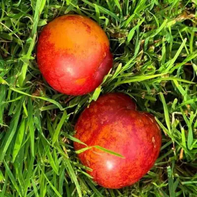 Шарафуга НЕКТАРИННАЯ в Орше