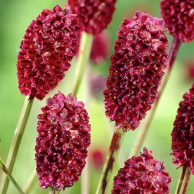 Кровохлебка ТАННА лекарственная в Орше