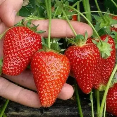 Клубника АЛЬБА в Орше