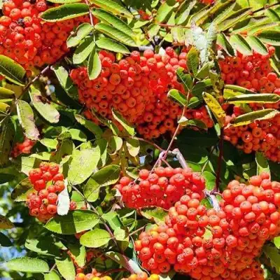 Рябина СОРБИНКА сладкоплодная в Орше