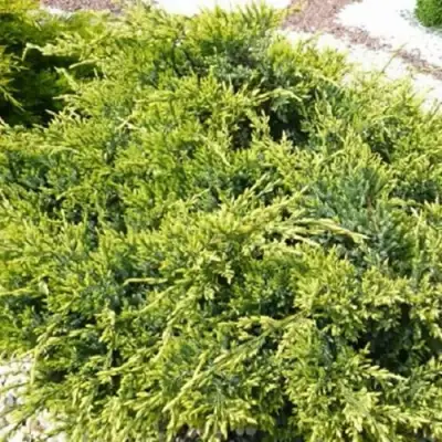 Можжевельник ГОЛД СТАР средний в Орше