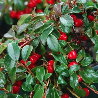 Кизильник Даммера в Орше