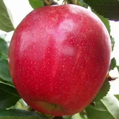 Яблоня ГАЛА МАСТ в Орше