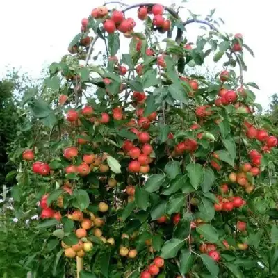 Яблоня ХЮВИНГИЕНЗИС декоративная в Орше