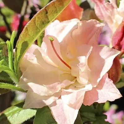 Азалия КЭННОНС ДАБЛ листопадная в Орше