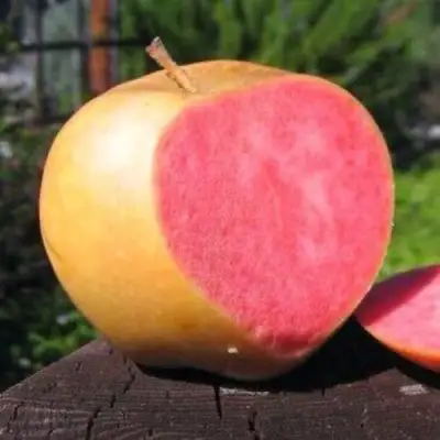 Яблоня ПИНК ПЕРЛ в Орше