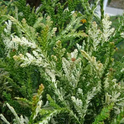 Туевик ВАРИЕГАТА долотовидный в Орше