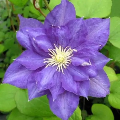 Клематис БЬЮТИ ОФ ВОЧЕСТЕР в Орше