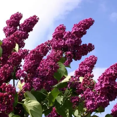 Сирень ЗНАМЯ ЛЕНИНА в Орше