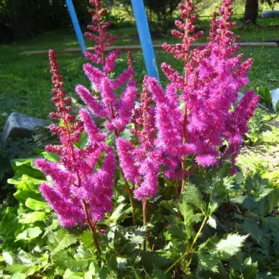 Астильба ЭЛИЗАБЕТ ВАН ВИН японская в Орше