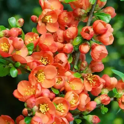 Айва ОРАНЖ ТРЕЙЛ в Орше