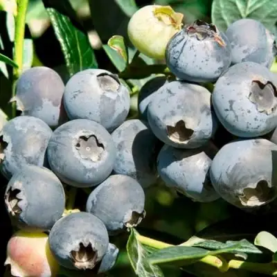 Голубика ЧАНДЛЕР в Орше