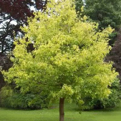 Клен ясенелистный в Орше