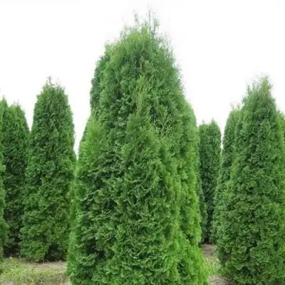 Туя КОЛУМНА западная в Орше