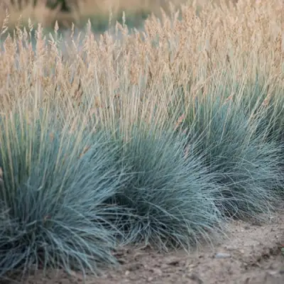 Овсяница АЙСФОГЕЛЬ сизая в Орше