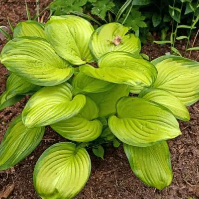 Хоста СТЕЙНД ГЛАСС гибридная в Орше