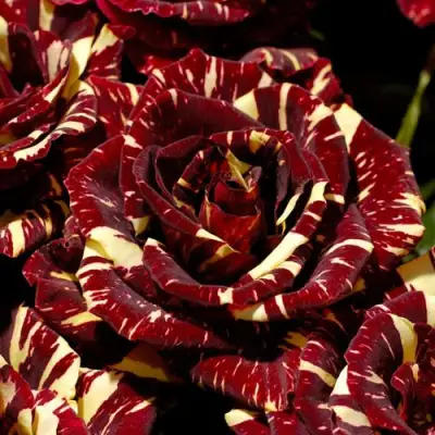 Роза АБРАКАДАБРА чайно-гибридная в Орше