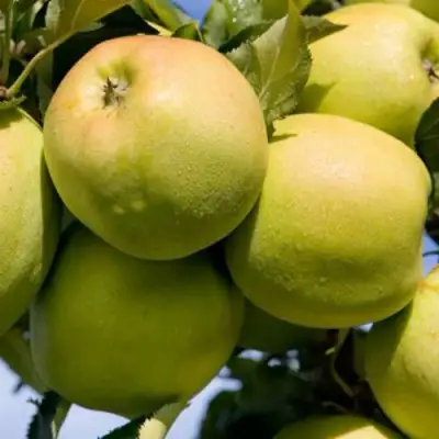 Яблоня МУТСУ в Орше