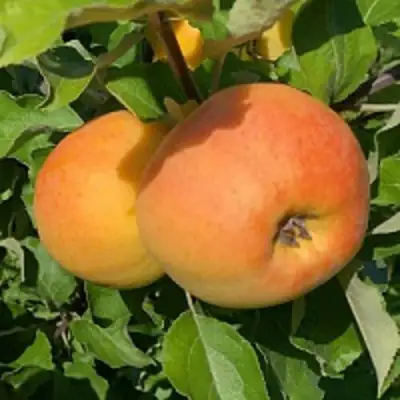 Яблоня АНТОНОВКА ЗОЛОТАЯ в Орше