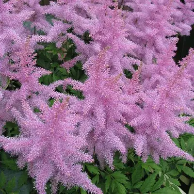 Астильба ГИАЦИНТ Арендса в Орше