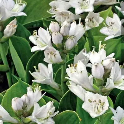 Хоста МОНСТЕР ИРЗ гибридная в Орше