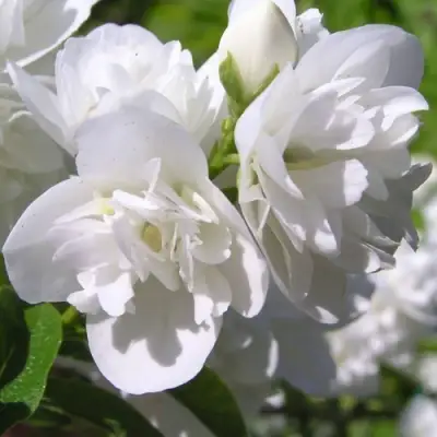 Жасмин ЖИРАНДОЛЬ в Орше