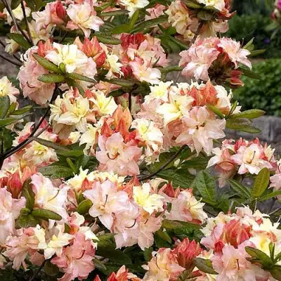 Азалия КЭННОНС ДАБЛ листопадная в Орше