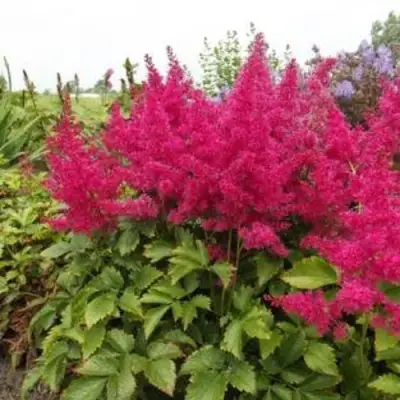 Астильба САННИ ДЕЙ гибридная в Орше