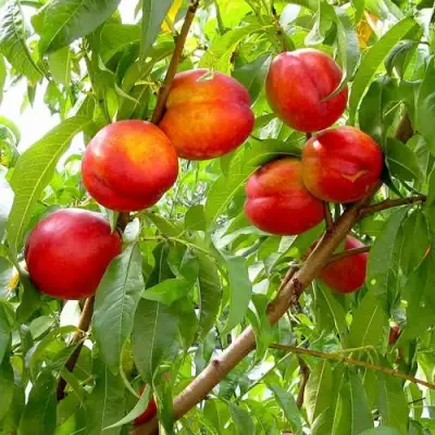 Нектарин ХАРБЛЕЙЗ в Орше