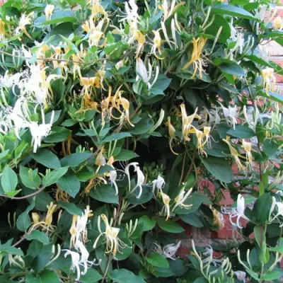 Жимолость ХАЛЛИАНА японская (Хелиана) в Орше