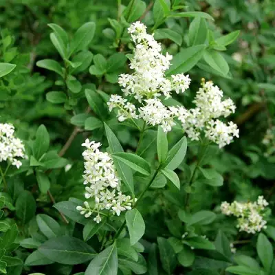 Бирючина обыкновенная АТРОВИРЕНС в Орше