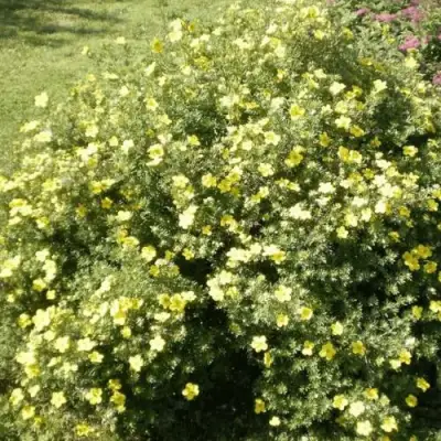 Лапчатка КЛОНДАЙК кустарниковая в Орше