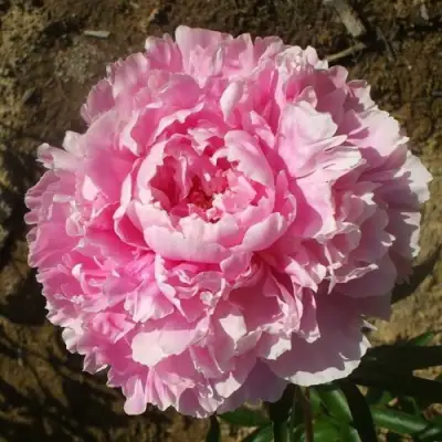 саженцы пиона