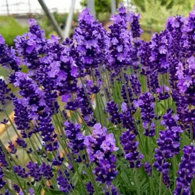 Лаванда ХИДКОТ БЛЮ узколистная в Орше