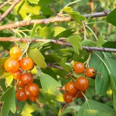 Смородина золотистая ЛЯЙСАН в Орше