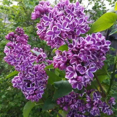 Сирень СЕНСАЦИЯ в Орше